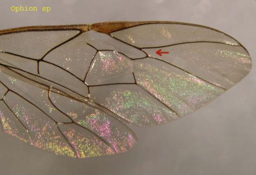 Ophion sp.