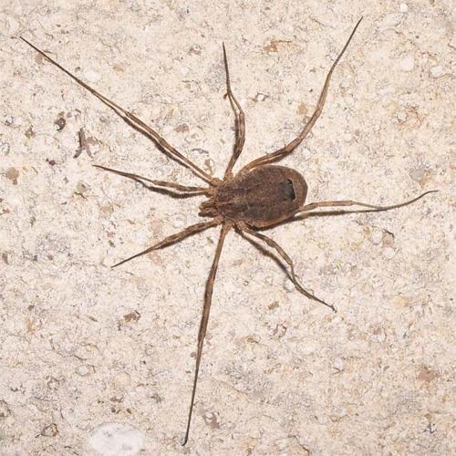 Odiellus spinosus