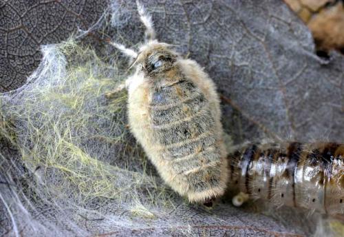Orgyia antiqua