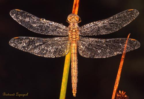 Orthetrum brunneum