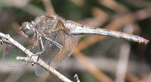 Sympetrum striolatum