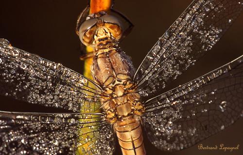 Orthetrum brunneum