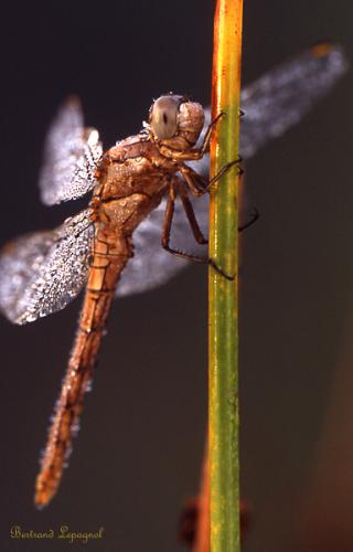 Orthetrum brunneum