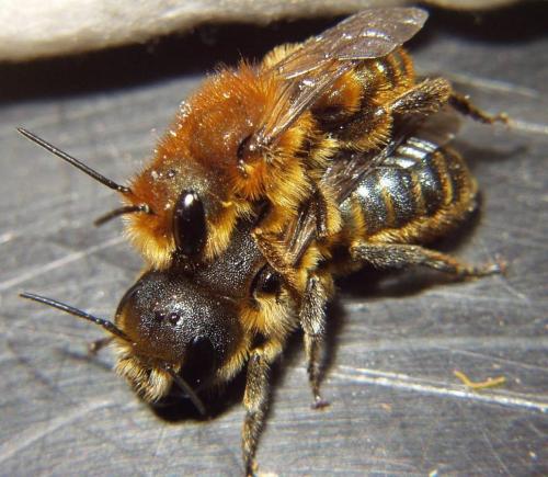 Réf. 5 738 : Osmia sp.