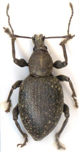 Réf. 5 648 : Otiorhynchus hungaricus