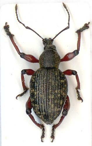 Dodecastichus geniculatus