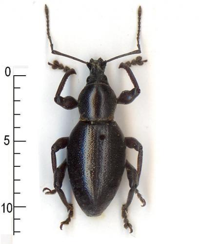 Otiorhynchus sp.