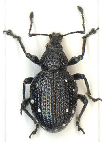 Otiorhynchus gemmatus