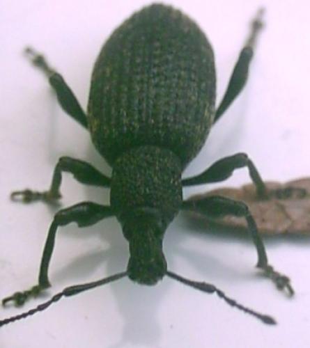 Otiorhynchus sulcatus
