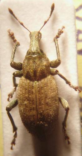 Graptus triguttatus