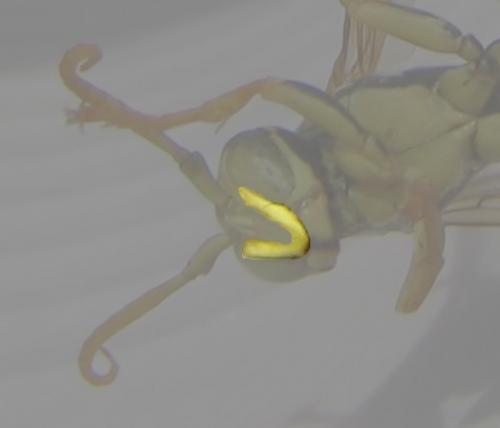 Polistes nimpha