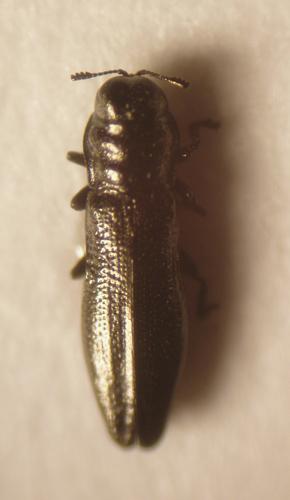 Réf. 5 626 : Aphanisticus emarginatus