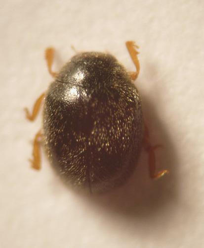 Scymnus sp.