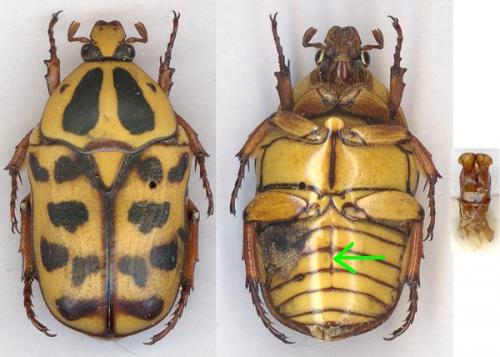 Réf. 5 293 : Pachnoda cordata tigris