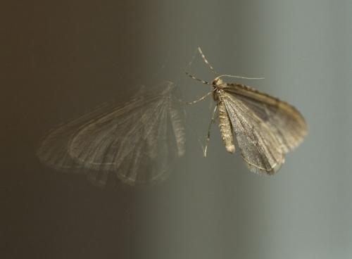 Operophtera brumata