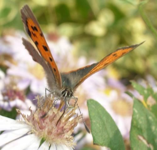 Lycaena phlaeas