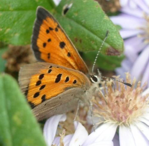 Lycaena phlaeas