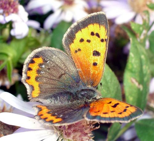 Lycaena phlaeas
