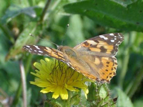 Vanessa cardui