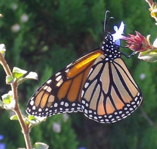 Réf. 5 624 : Danaus plexippus
