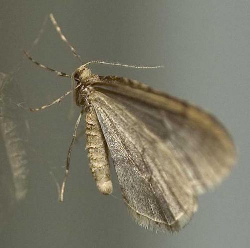 Operophtera brumata