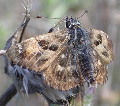Carcharodus alceae