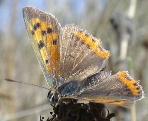 Lycaena phlaeas