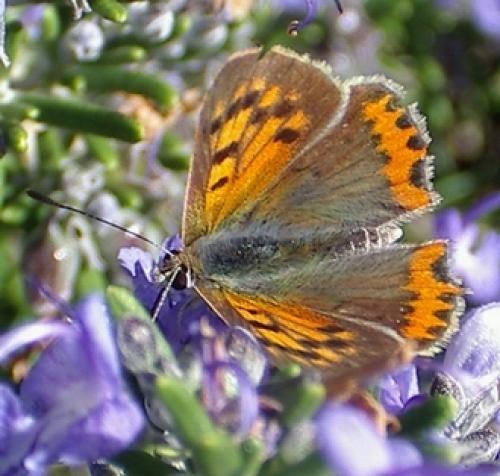 Lycaena phlaeas