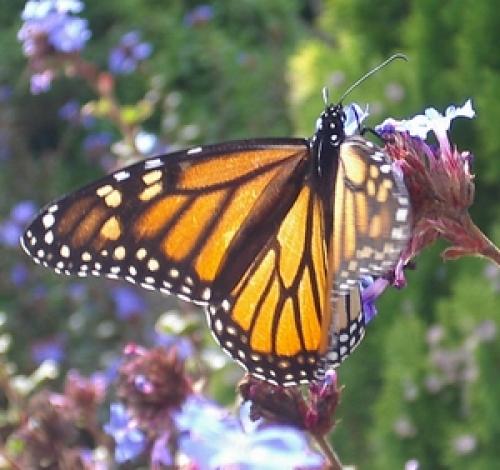 Réf. 5 623 : Danaus plexippus