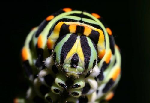 Papilio machaon
