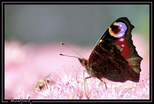 Aglais io