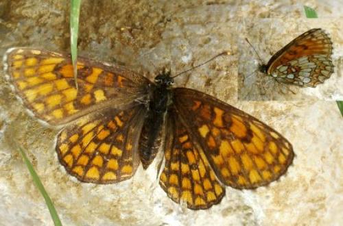 Melitaea sp.