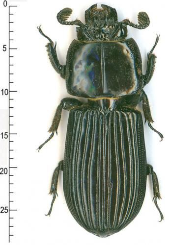 Pentalobus barbatus