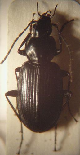 Réf. 5 887 : Agonum afrum