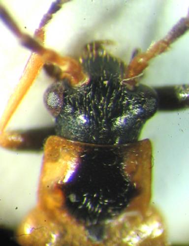 Rhagonycha nigriventris