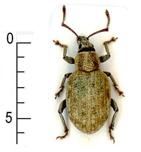 Réf. 5 598 : Peritelus sphaeroides