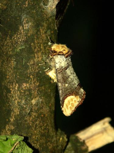 Phalera bucephala