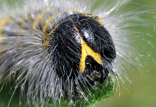 Phalera bucephala