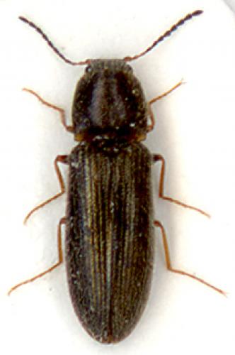 Pheletes quercus