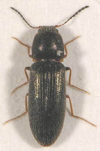 Pheletes quercus