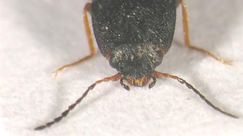 Pheletes quercus