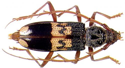 Réf. 5 463 : Phoracantha semipunctata