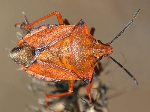 Réf. 5 108 : Carpocoris mediterraneus atlanticus