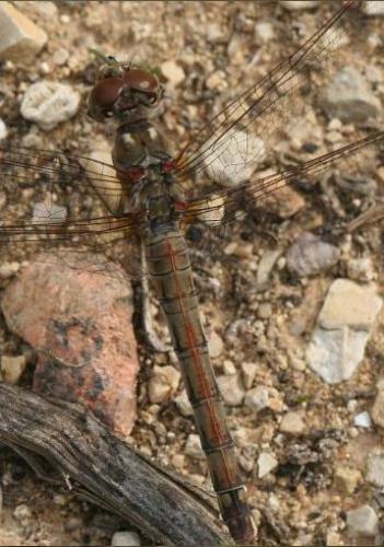 Réf. 5 225 : Sympetrum sp.