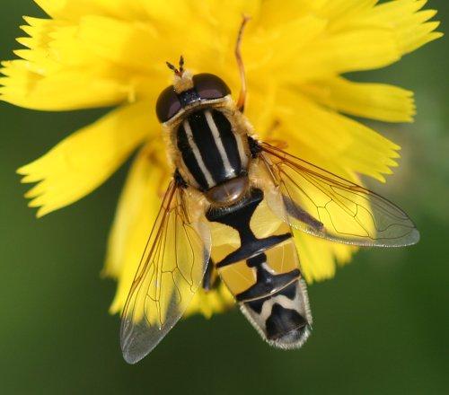 Réf. 5 286 : Helophilus trivittatus