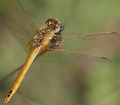 Réf. 5 308 : Sympetrum fonscolombii