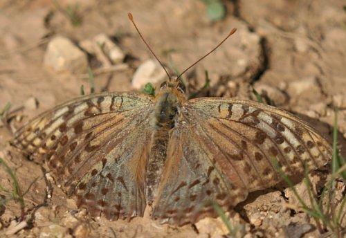 Argynnis pandora