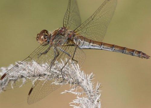 Sympetrum striolatum