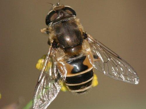 Eristalis arbustorum