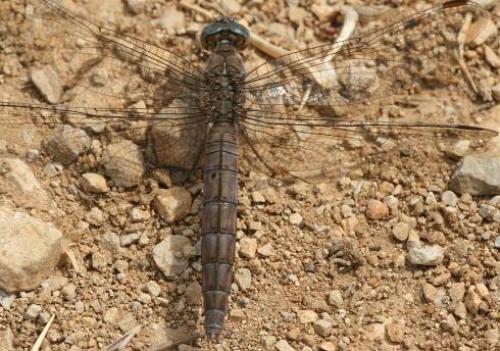 Orthetrum brunneum